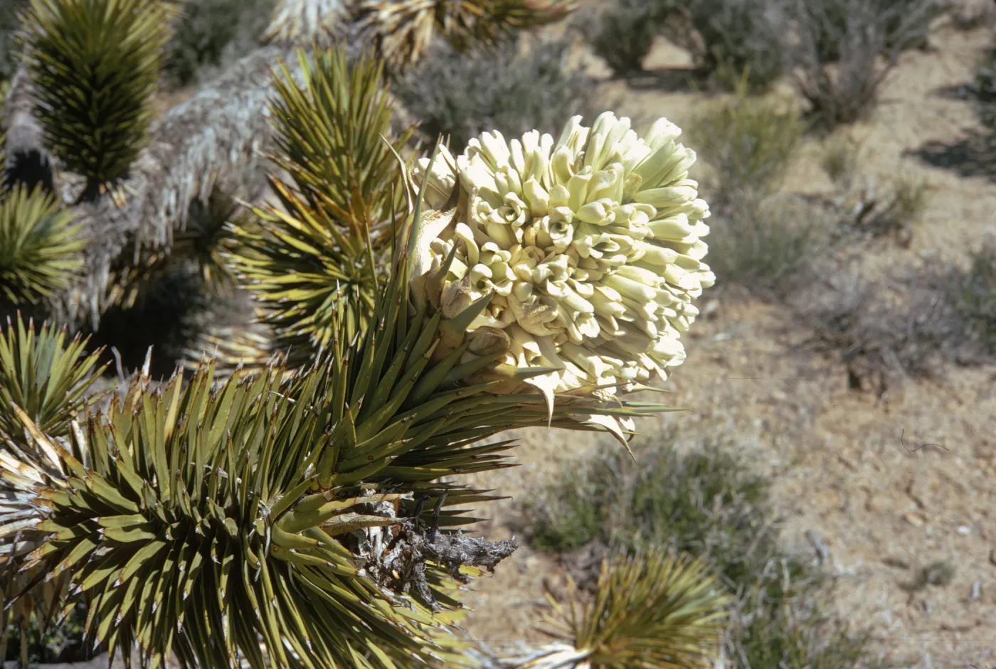 A thick, cone shaped cluster of narrow, white, curled petals grows at the end of abranch fovered completly in long, stiff, pointed leaves.