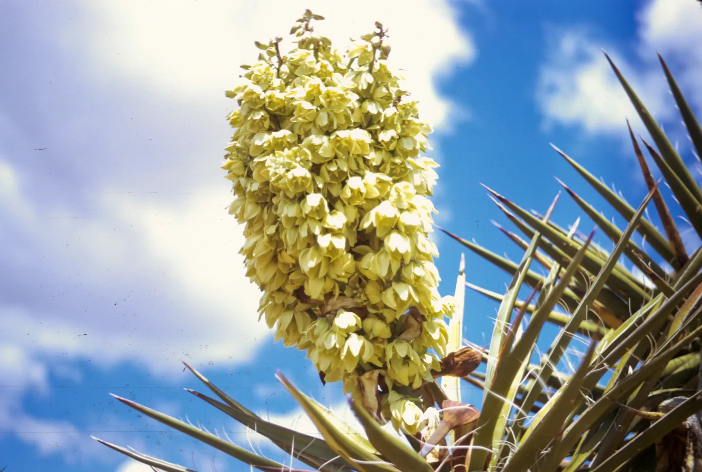 A thick cluster of off-white flowers grow up from a circle of long, stiff, pointed leaves.