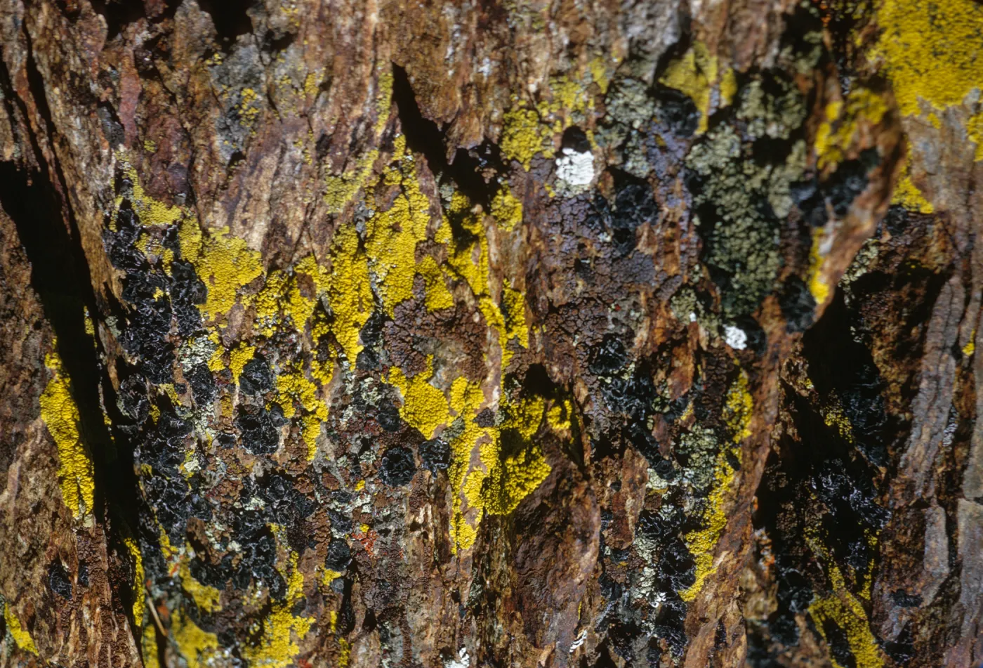 Yellow, orange, and black lichens grow on fractured, brown rock.
