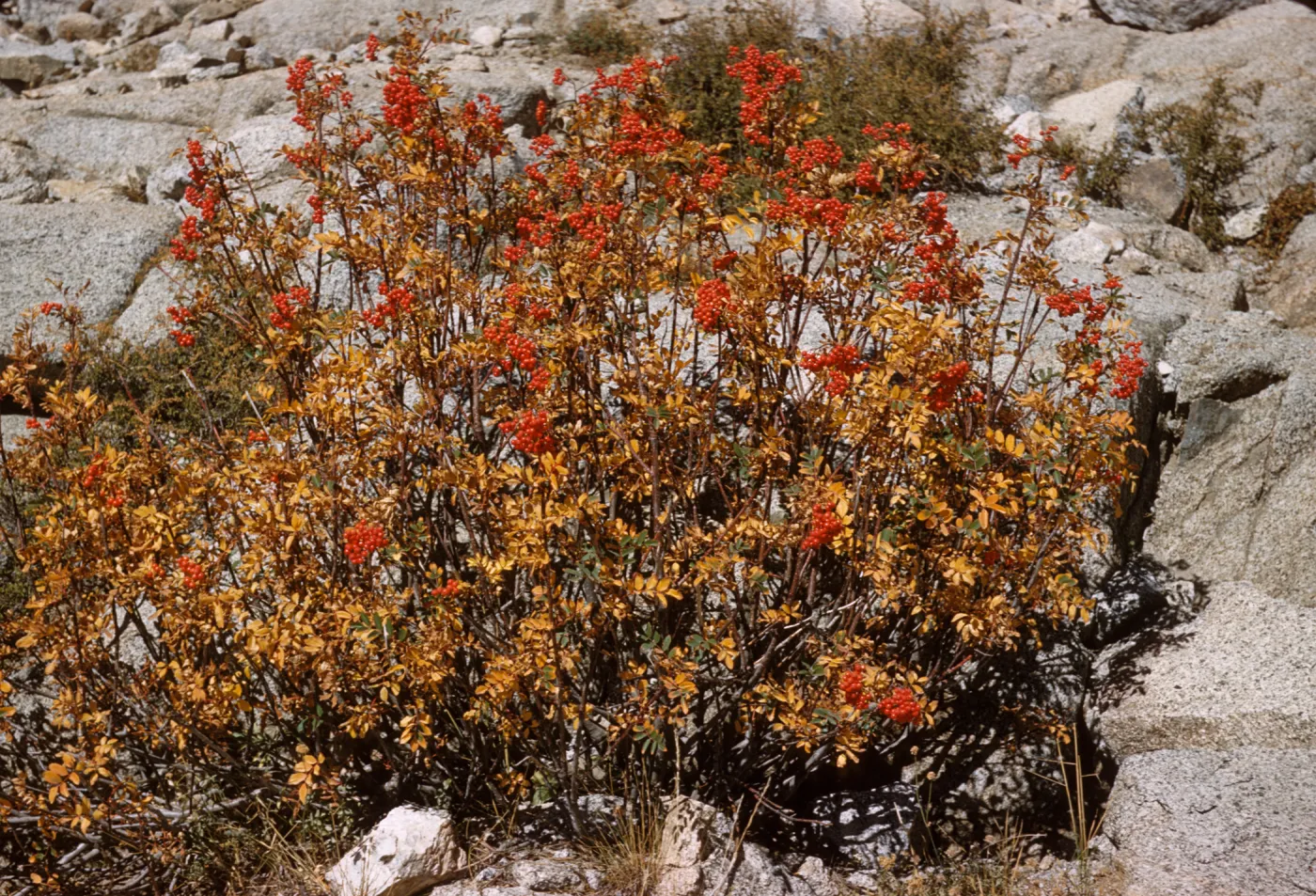 A bush of vertical stems with bright orange leaves. Some stems are topped with clusters of bright red berries.