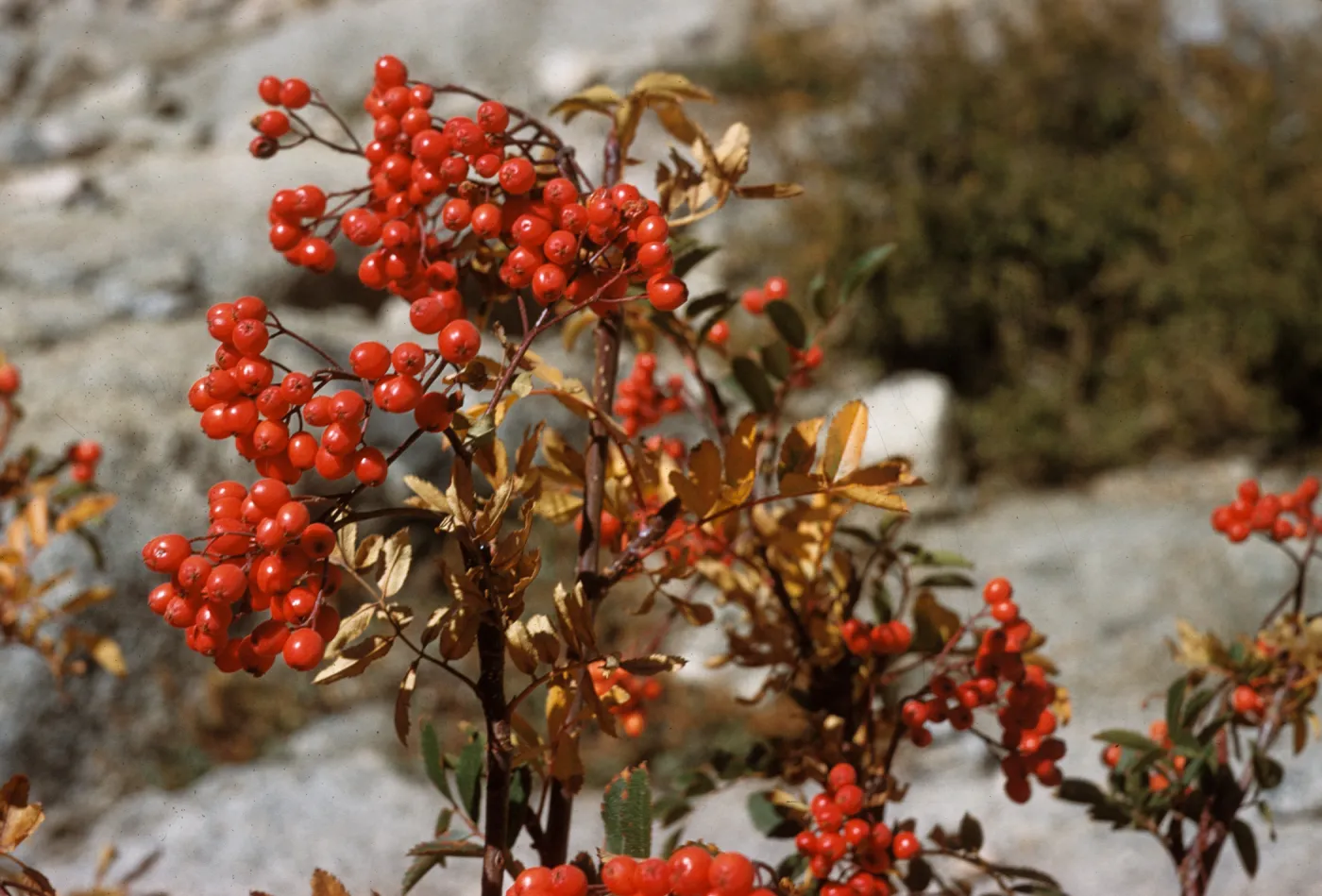Clusters of round, bright red berries grow on stems among oval shaped green and pale orange leaves.