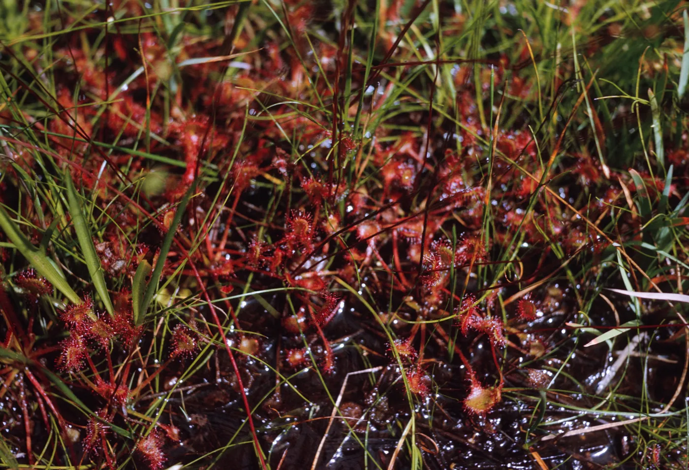 Many spoon-shaped leaves covered in glimmering, red hairs grow between bright green grasses in muddy ground.