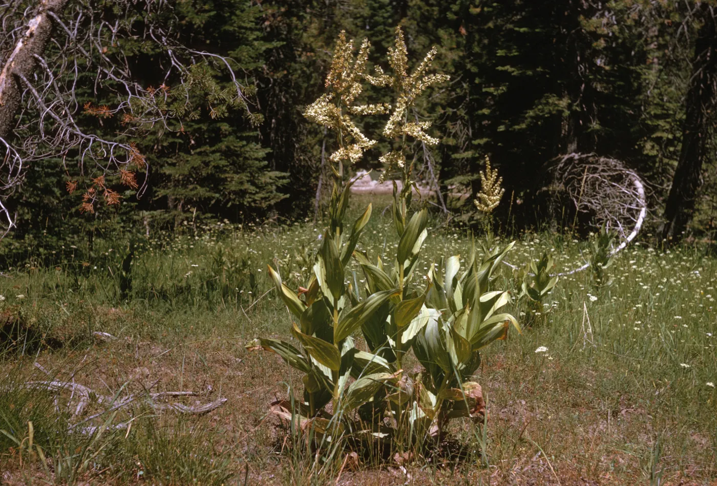 Three tall stalks sporting large, alternating leaves and topped with long clusters of off-white flowers that stick out in all directions, grow in a clearing of long grasses.