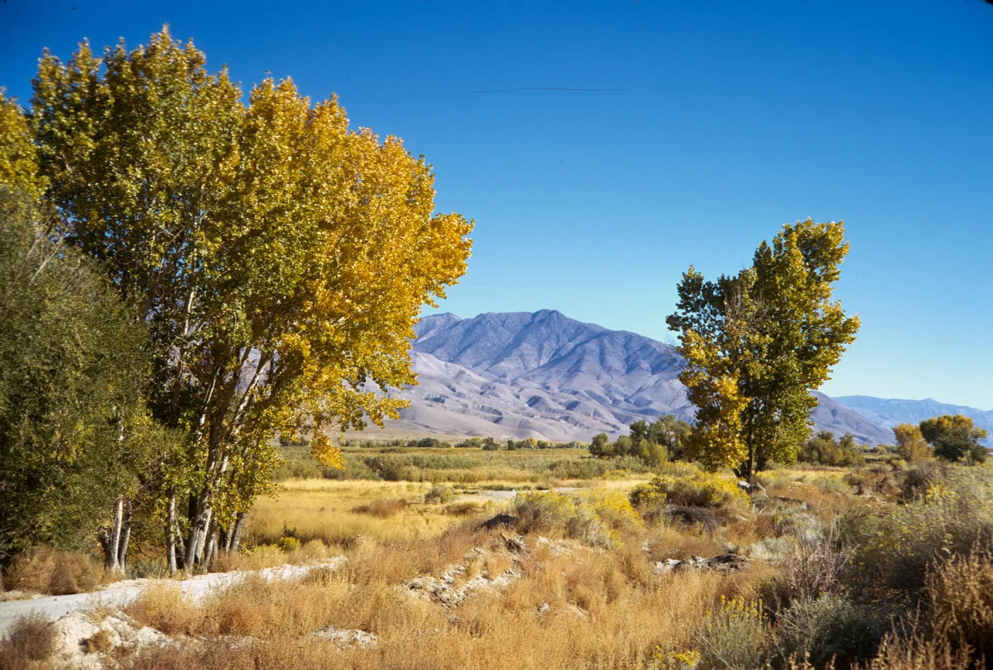 Golden-leaved trees grow in an arid, grassy plain. Brown mountains are visable in the distance. 