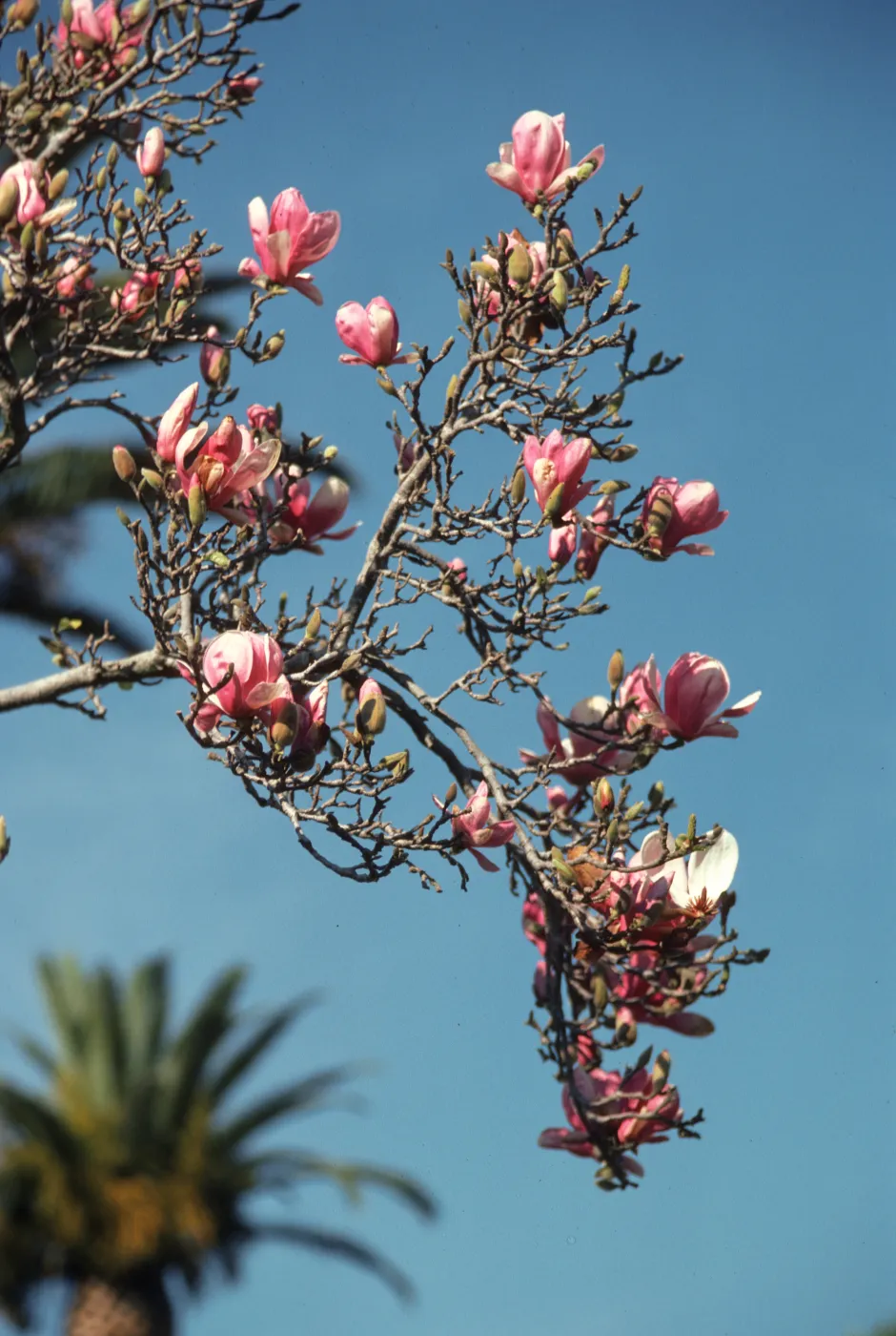 Several pink flowers with rounded petals grow from a branch splint into many smaller twigs. 