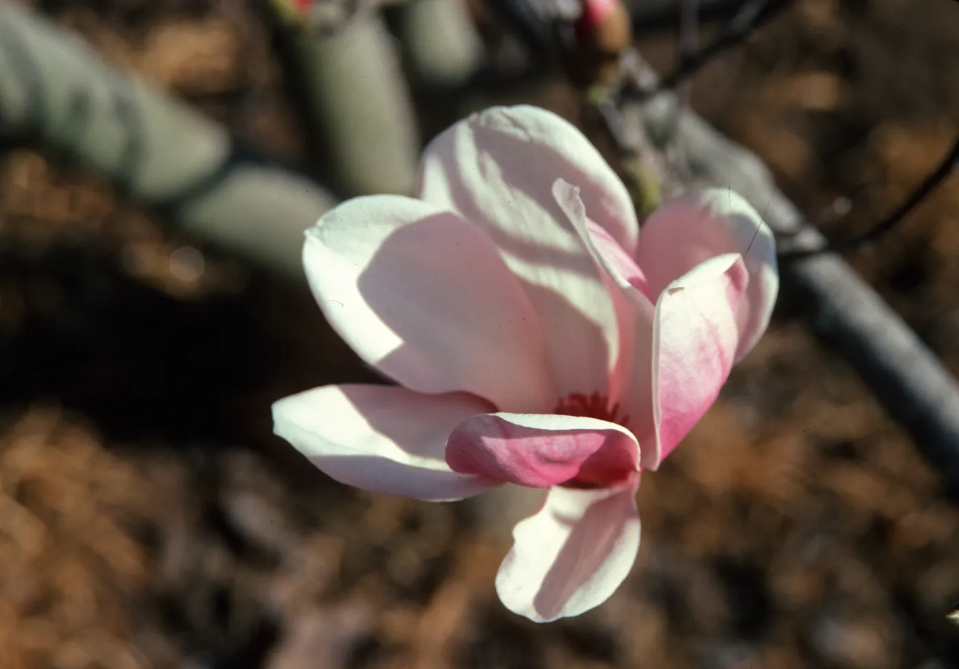 A flower with rounded petals that are pale pink, nearly white, on the inside, and darker pink on the outside. 