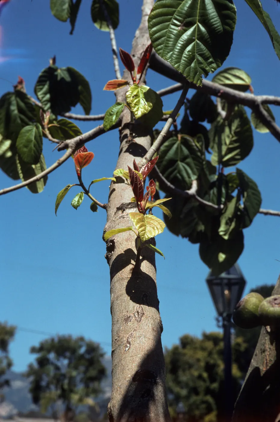 New green and red leaves grow on tiny, budding branches just off the trunk of narrow, grey tree.