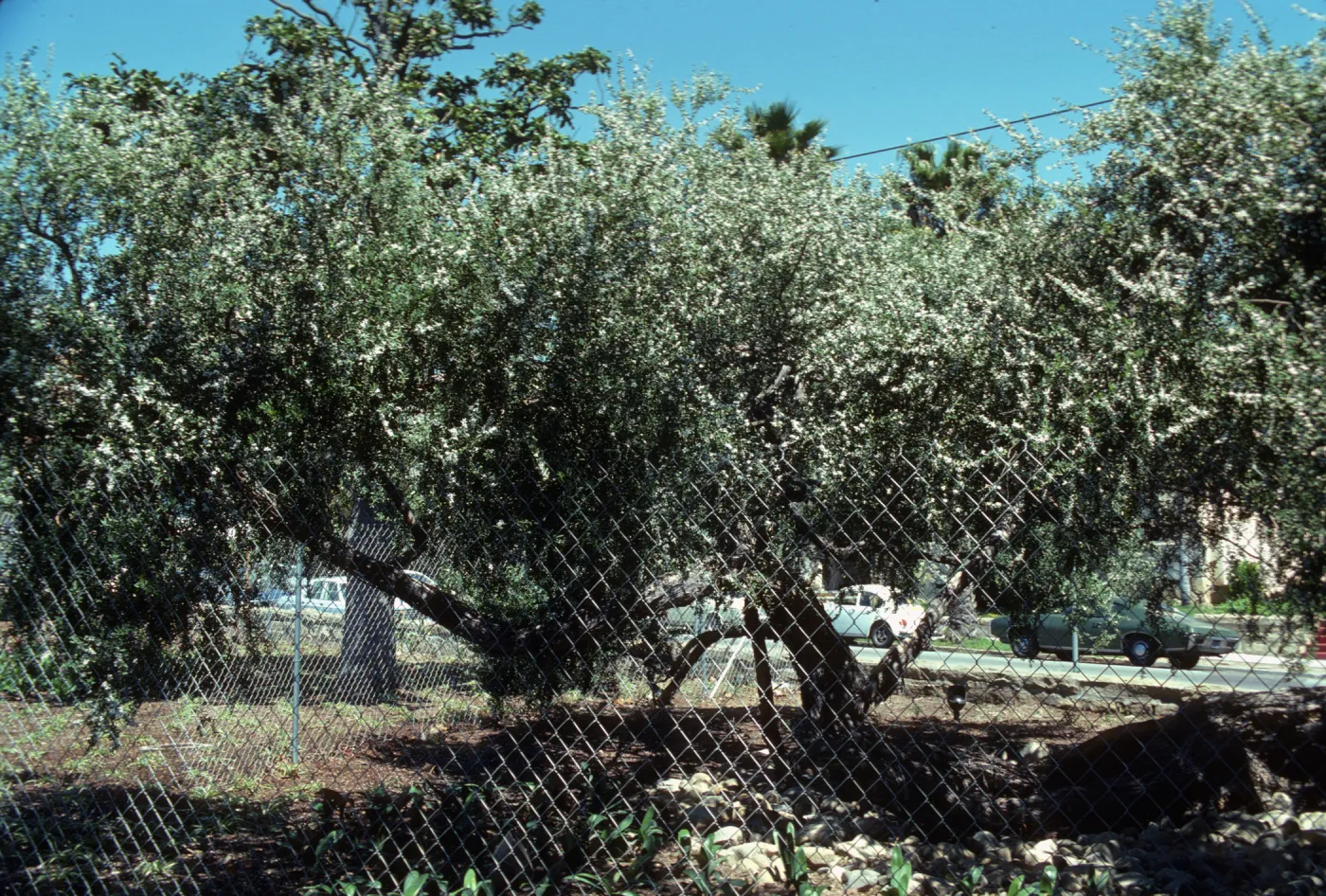 A large tree with a mostly horizontal trunk, small, dark green leaves and small, white flowers behind a chain-link fence. 