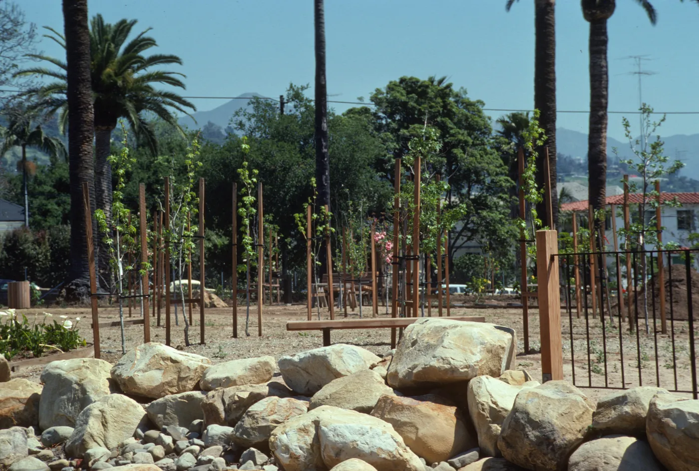Several young, slender trees grow between wooden trellises in a field of soil bordered by large stones. Wooden benches are visible in front of and behind the trees, and the end of a wood and metal fence is visible behind the rocks. 