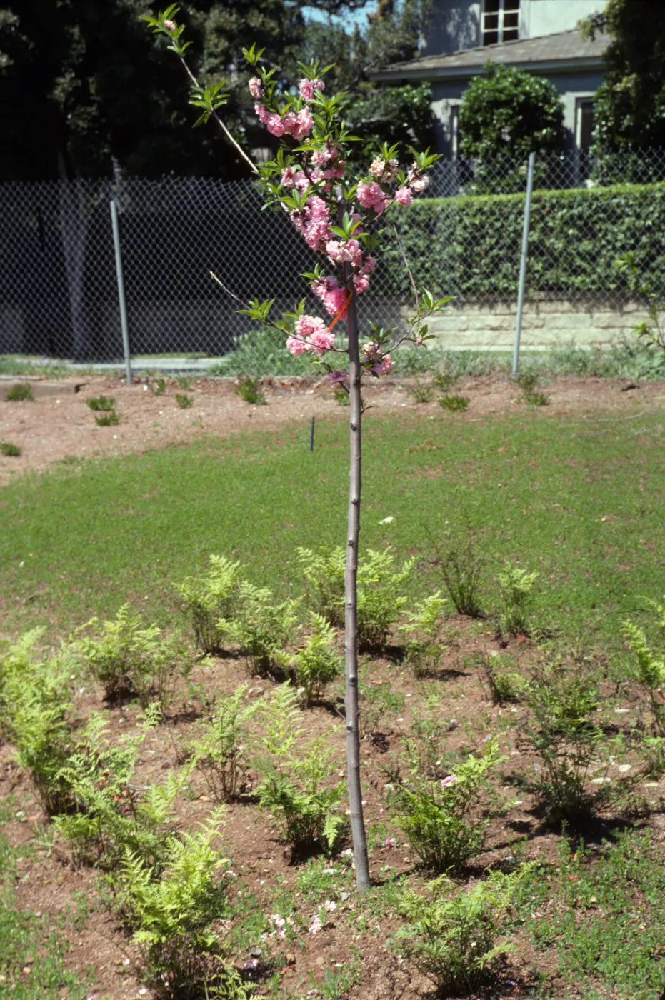 A young, slender tree laden with clusters of pink flowers grows in a bed of soild among several ferns.