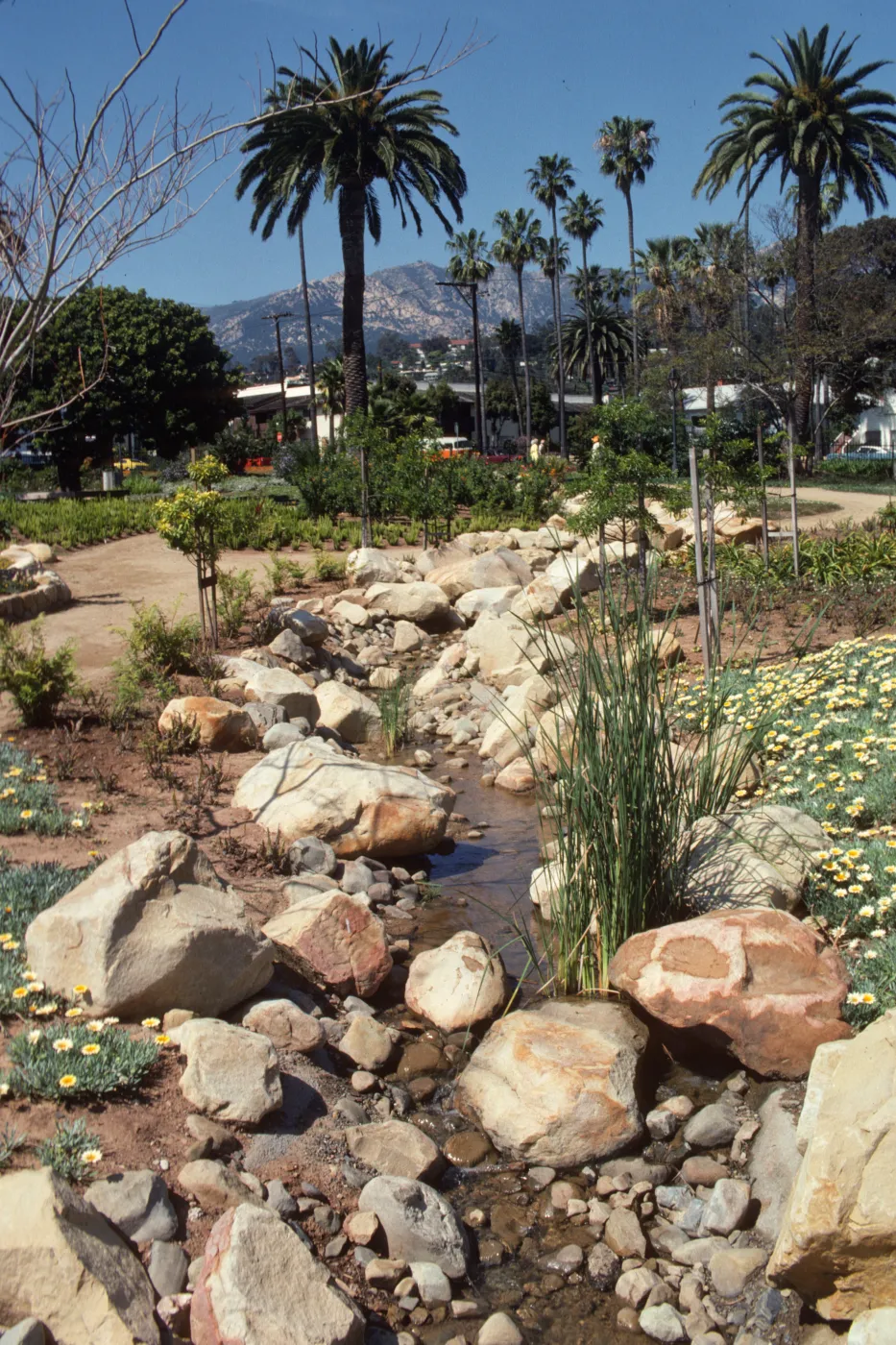 A narrow, rocky stream runs beside a branching path, between two beds of white and yellow flowers.