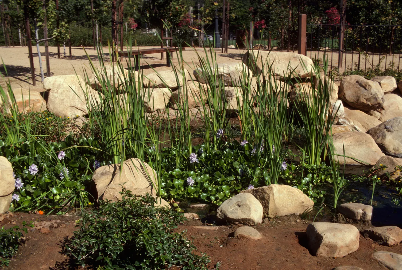 Tall, reedy plants and low, round leaved plants with lilac-colored flowers grown in a stream lined with large stones. Several young, slender trees grow on trellises on the opposite side of the stream.