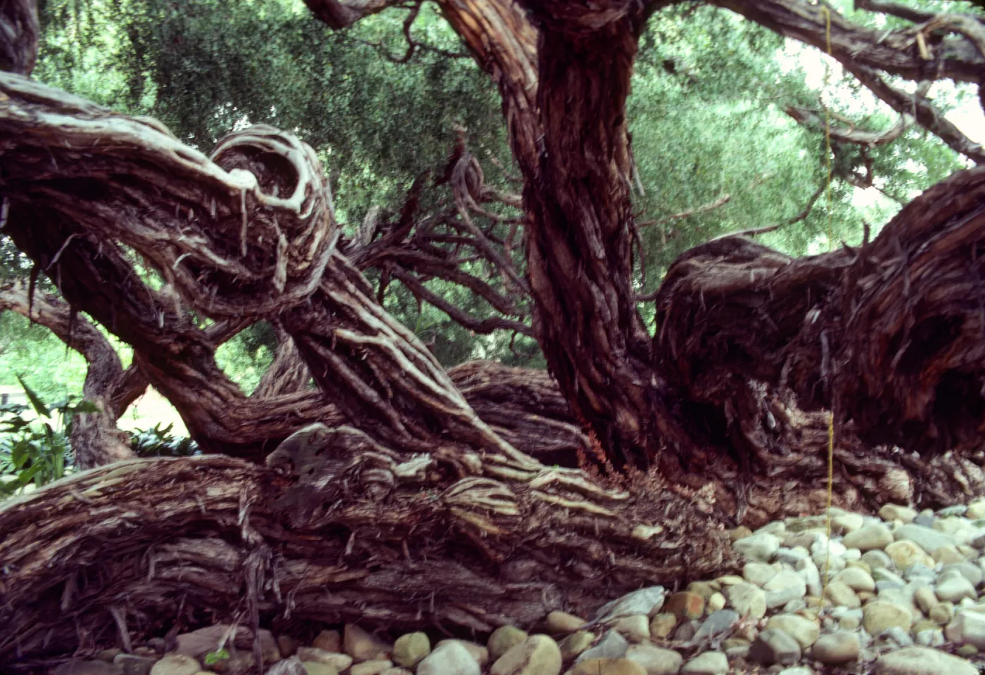 A large, multi-trucked tree with twisted, bark covered in crevasses. 