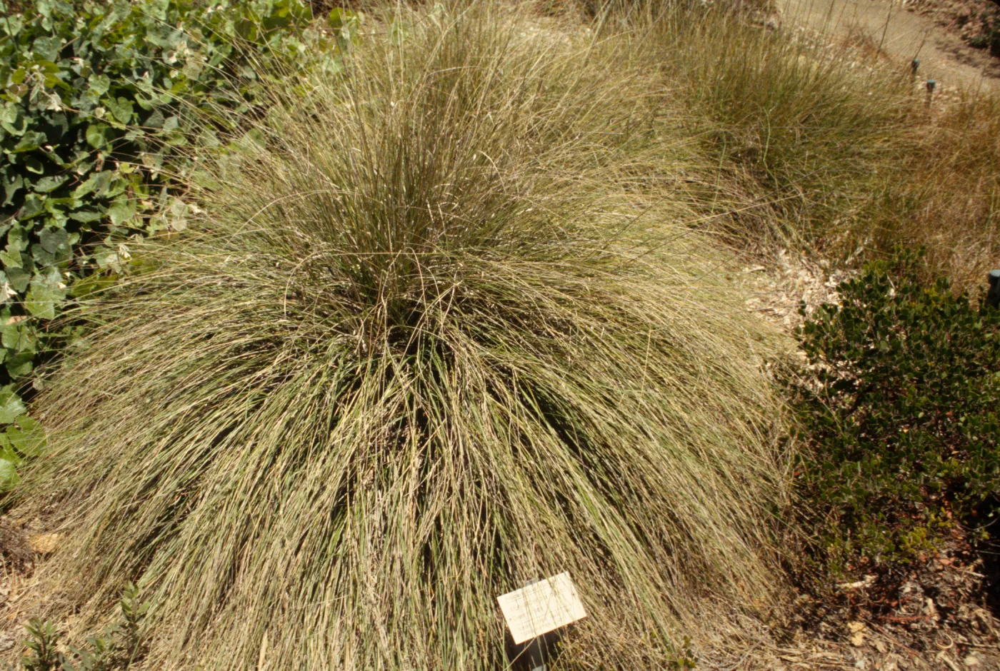 Plants used in basketry