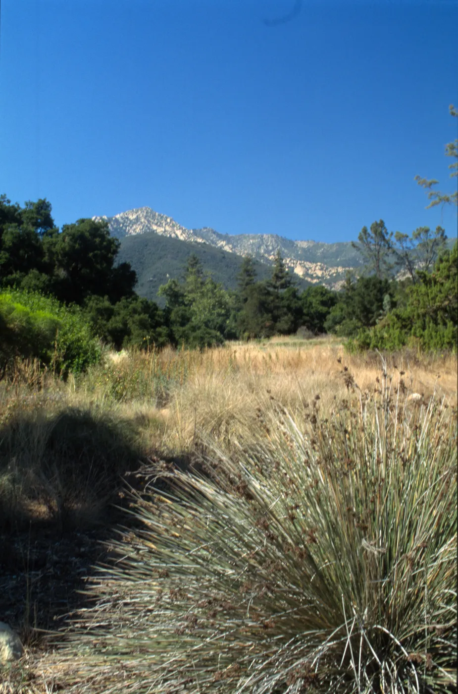 Meadow at SBBG