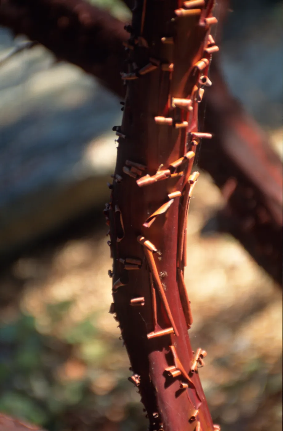 Arctostaphylos (Manzanita) , peeling red bark