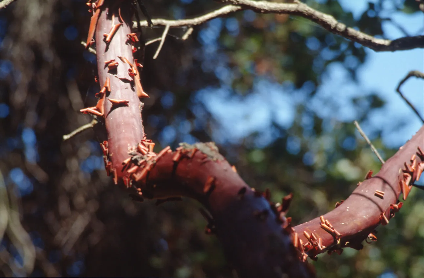 Arctostaphylos (Manzanita) , peeling red bark