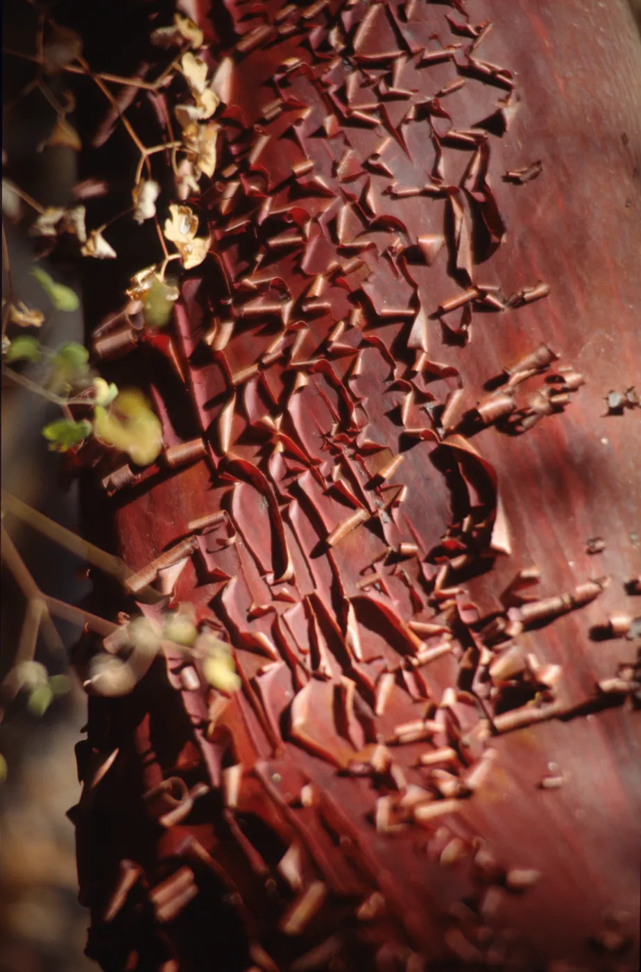 Arctostaphylos (Manzanita) , peeling red bark