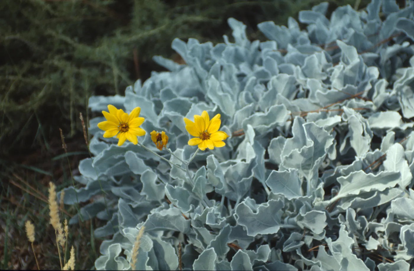 plant at SBBG