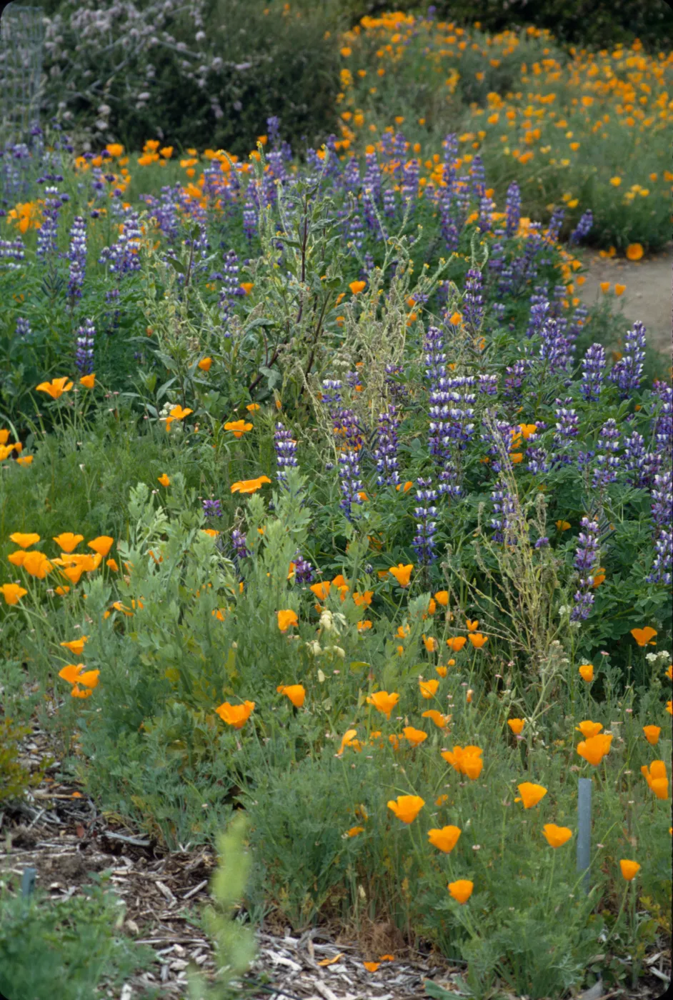 Eschscholzia (California Poppy), Lupinus (Lupine) in bloom