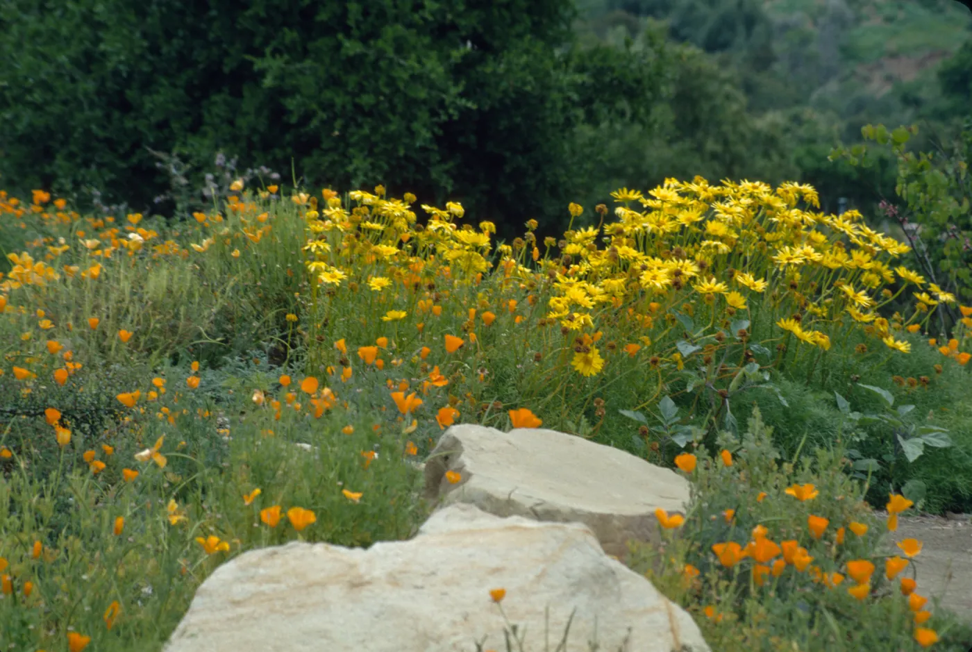 Eschscholzia (California Poppy)