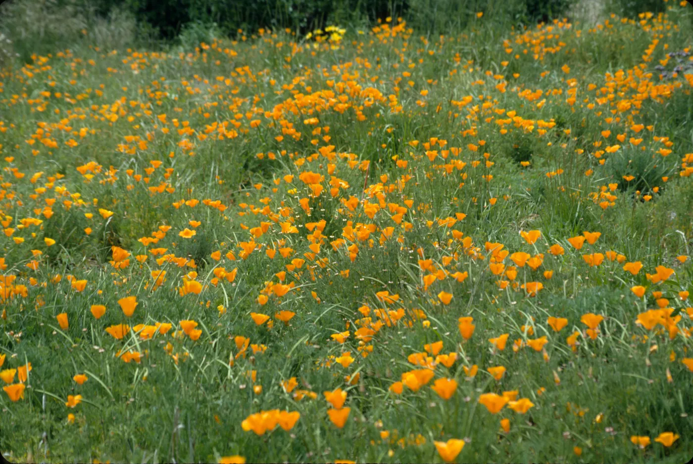 Eschscholzia, field of poppies (California Poppy)