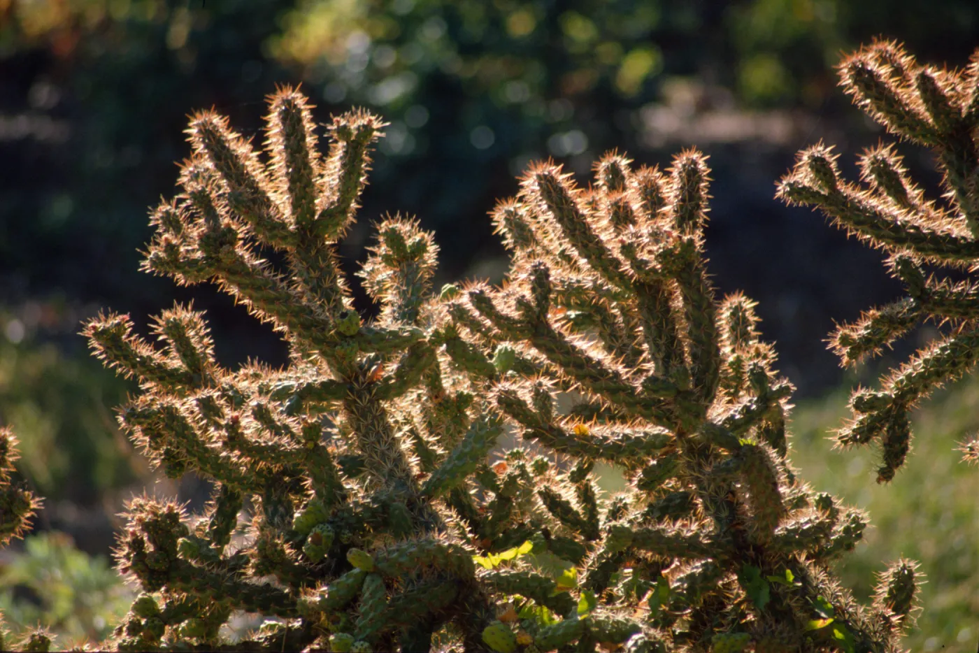 Cactus, drought 1990