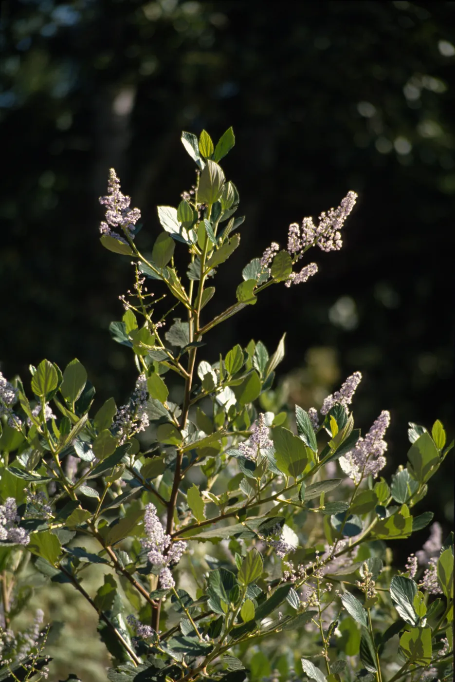 flowering bush