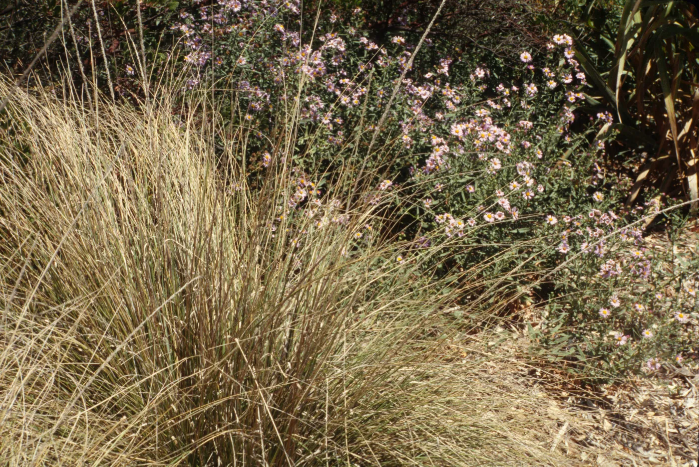 plant featured in SBBG lecture 'Grasses for Indian Basket'