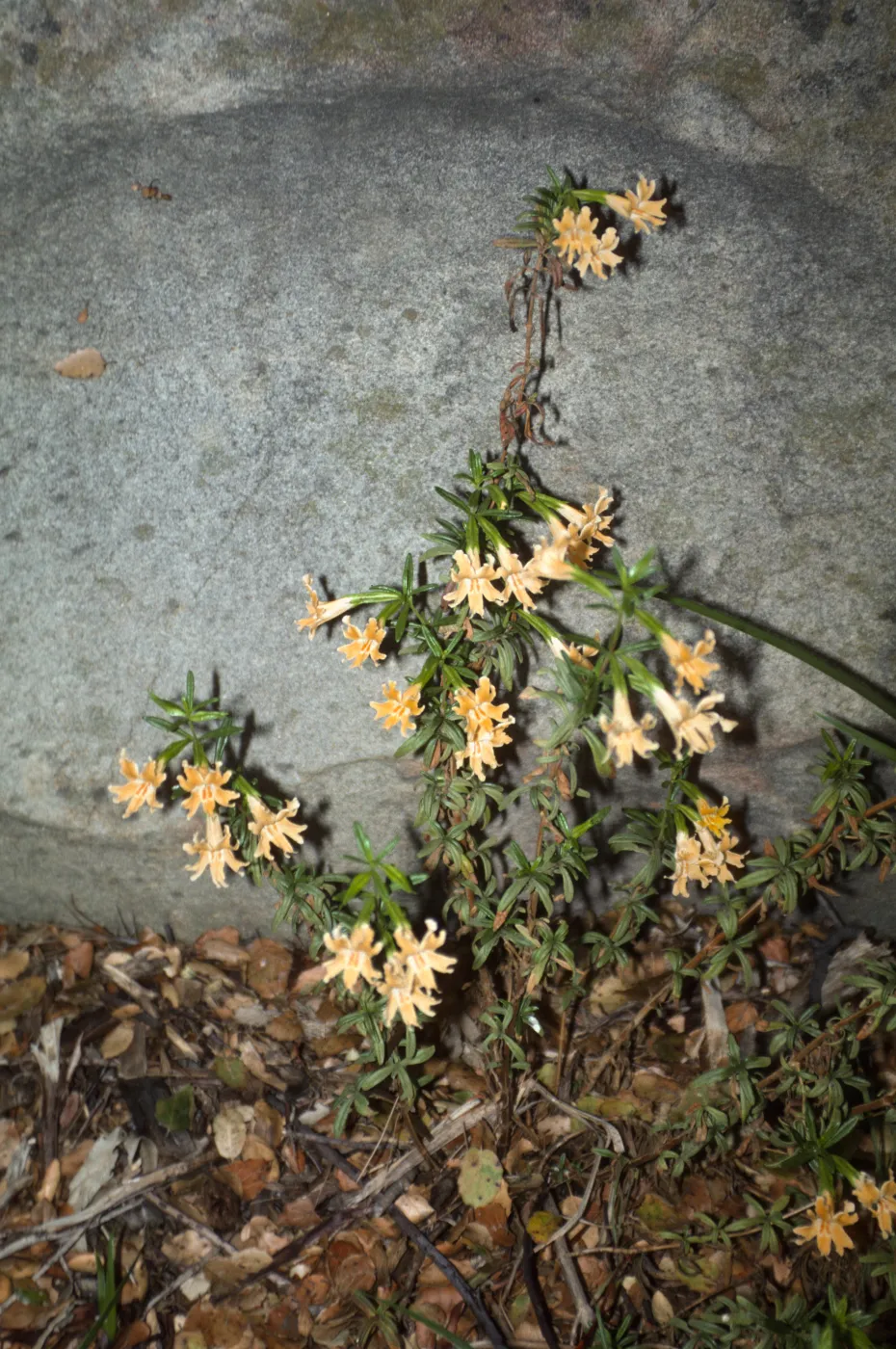 Mimulus aurantiacus