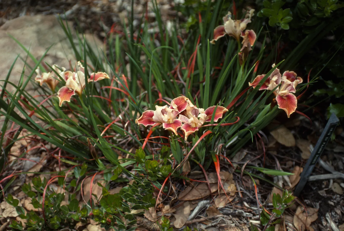 Pacific Coast hybrid Iris in bloom