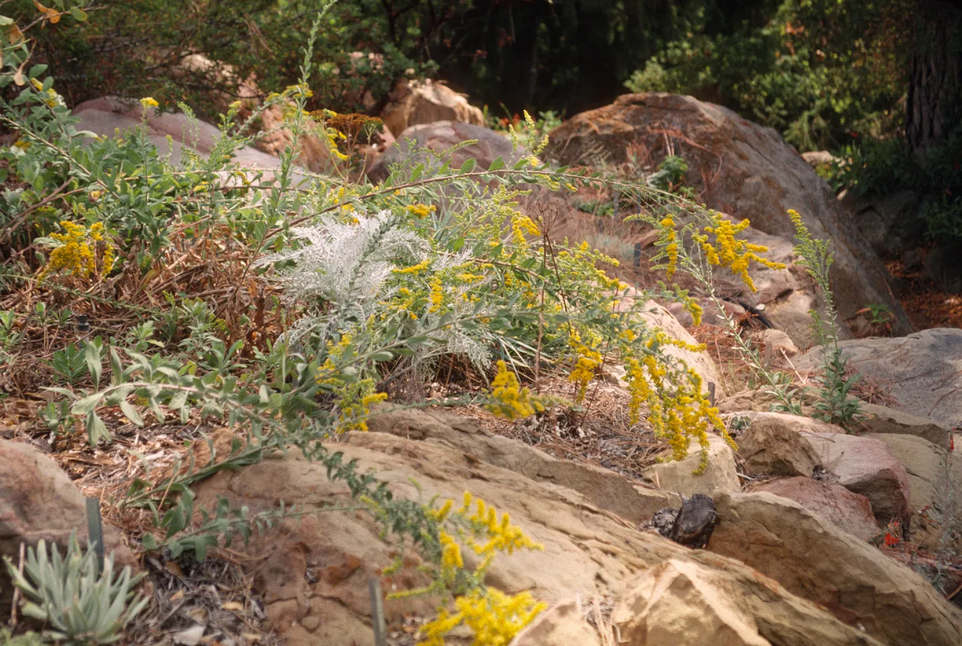 yellow flowering plant, SBBG