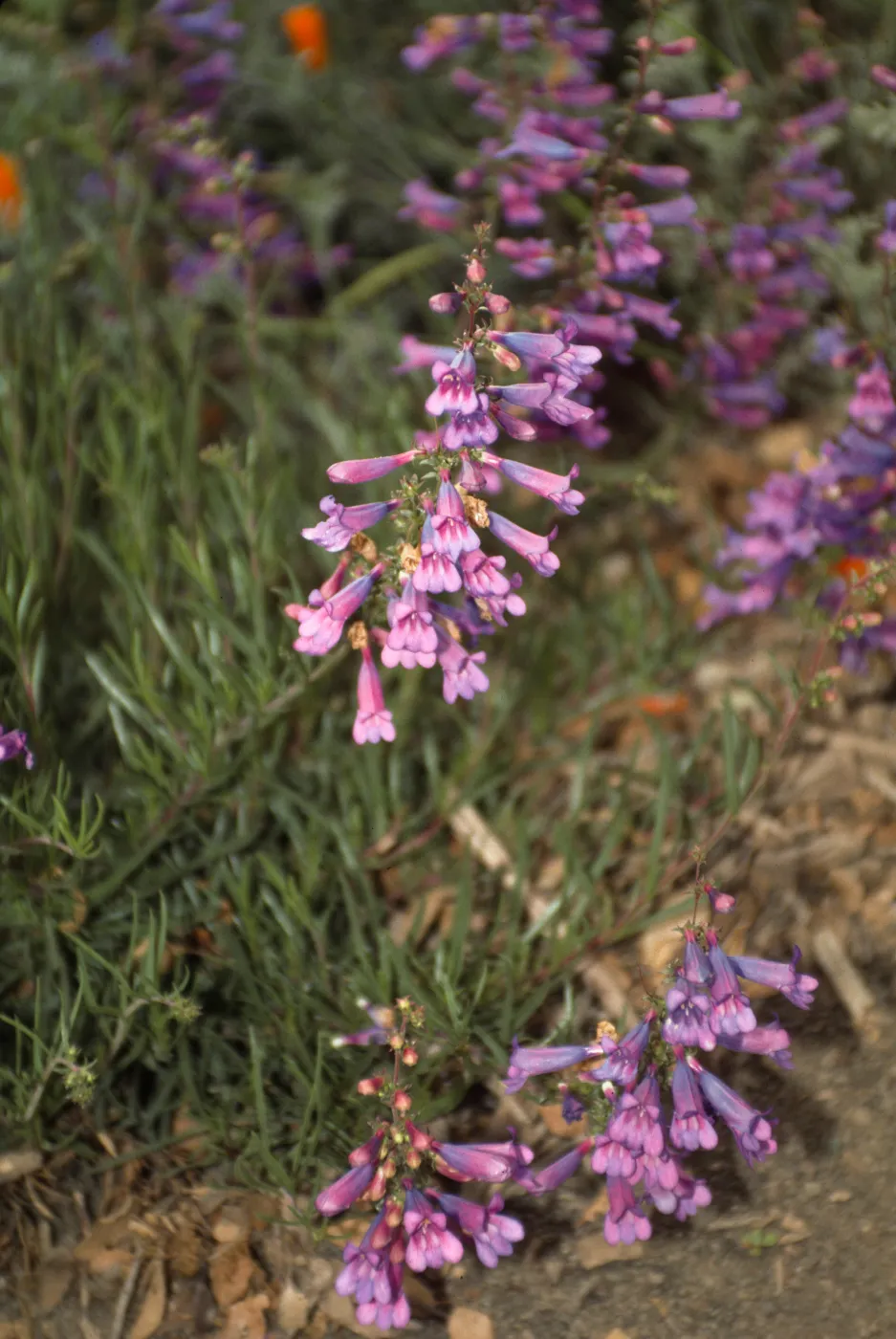 'wild flower/ ?'