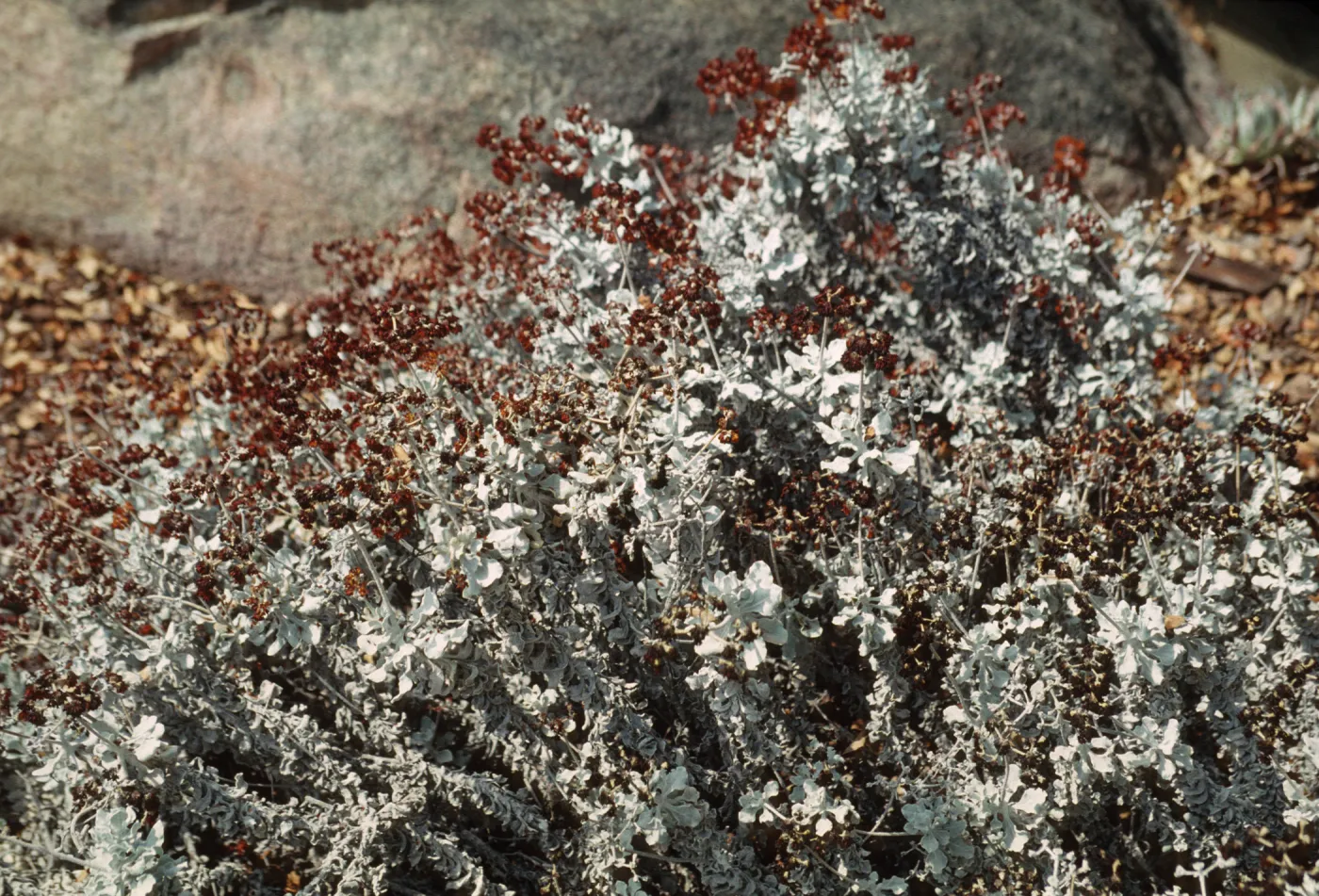 'Tour/Grey/Blue Green Plants'