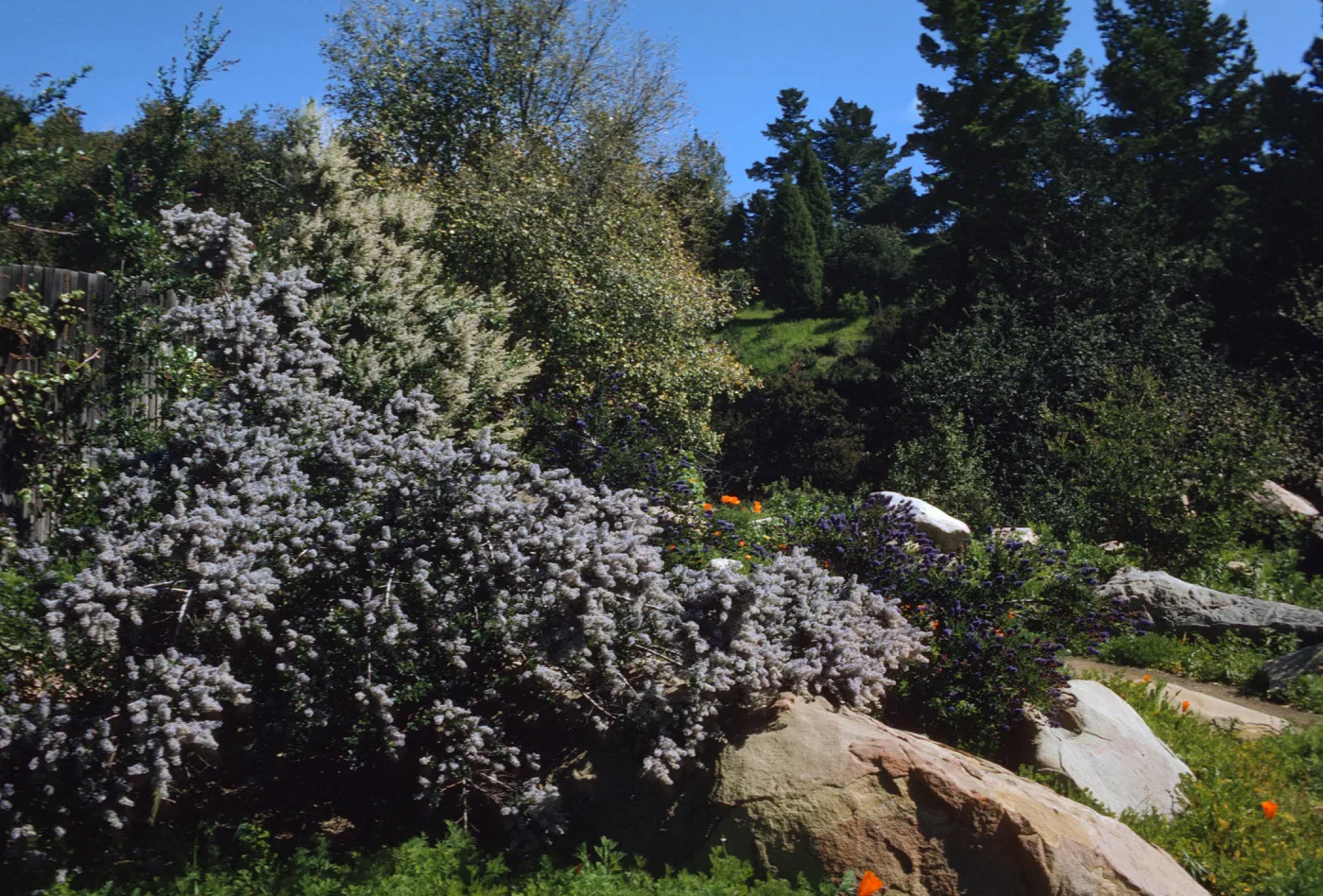 SBBG, Ceanothus (California Lilac)