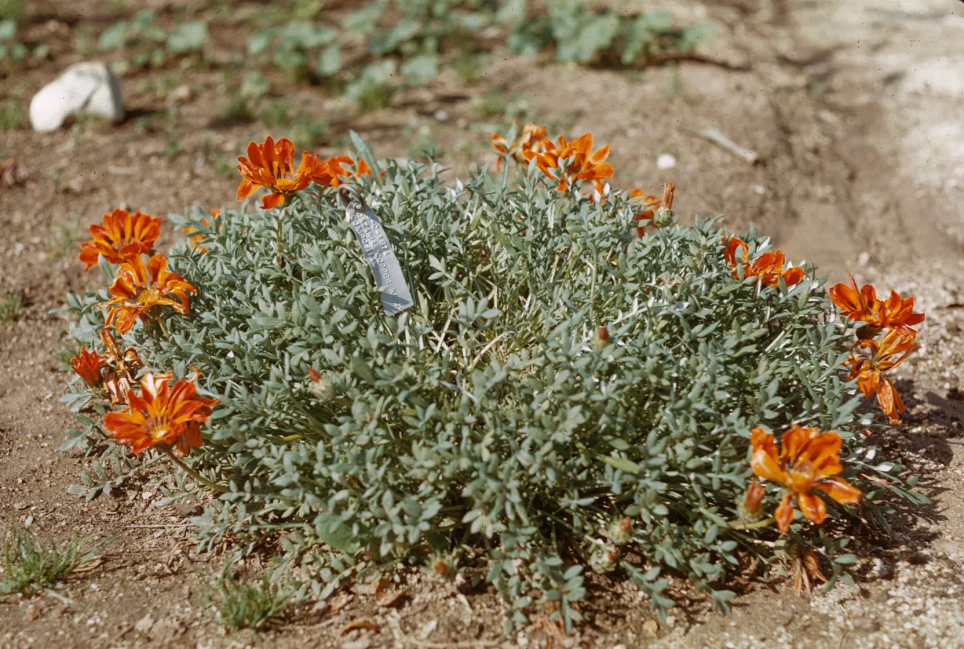 Gazania 'Copper King'