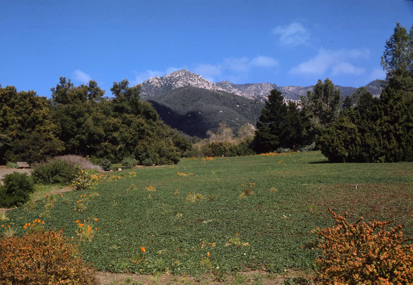 SBBG, Meadow
