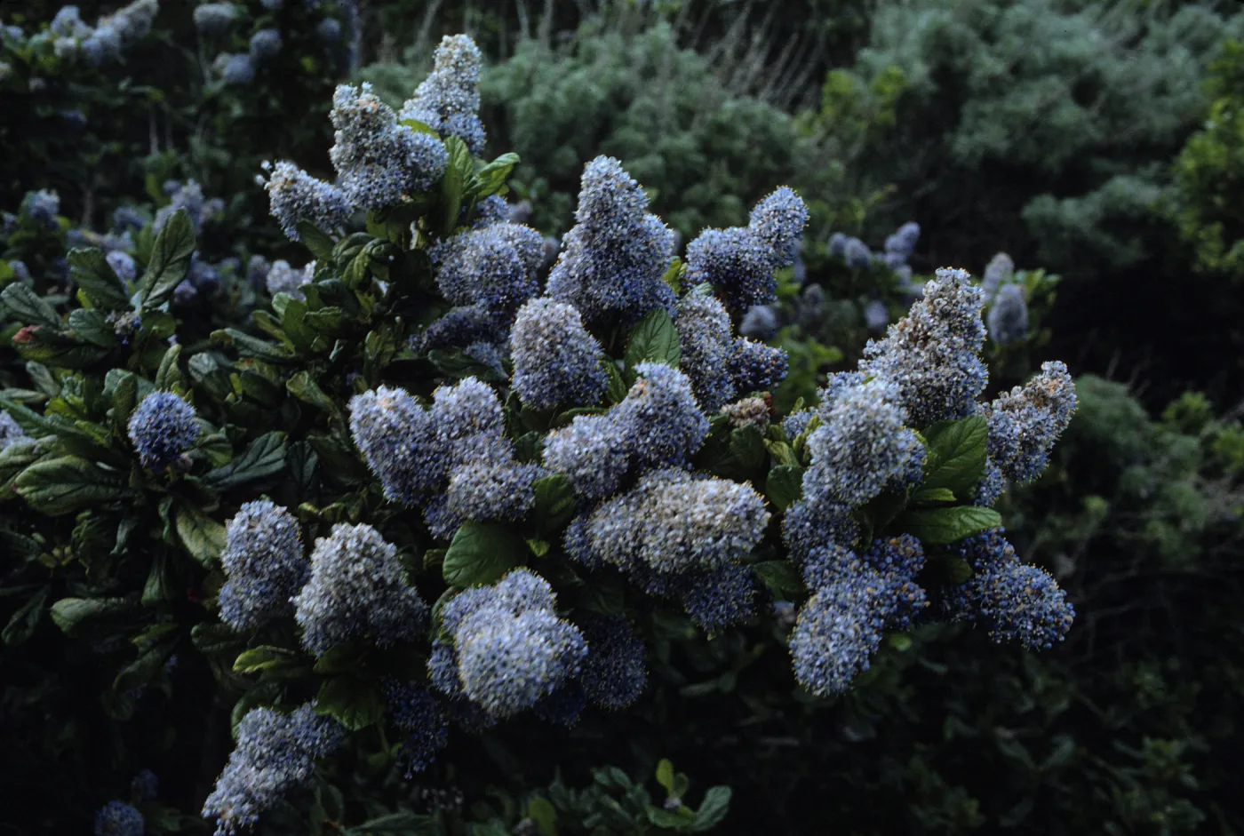 Ceanothus (California Lilac)