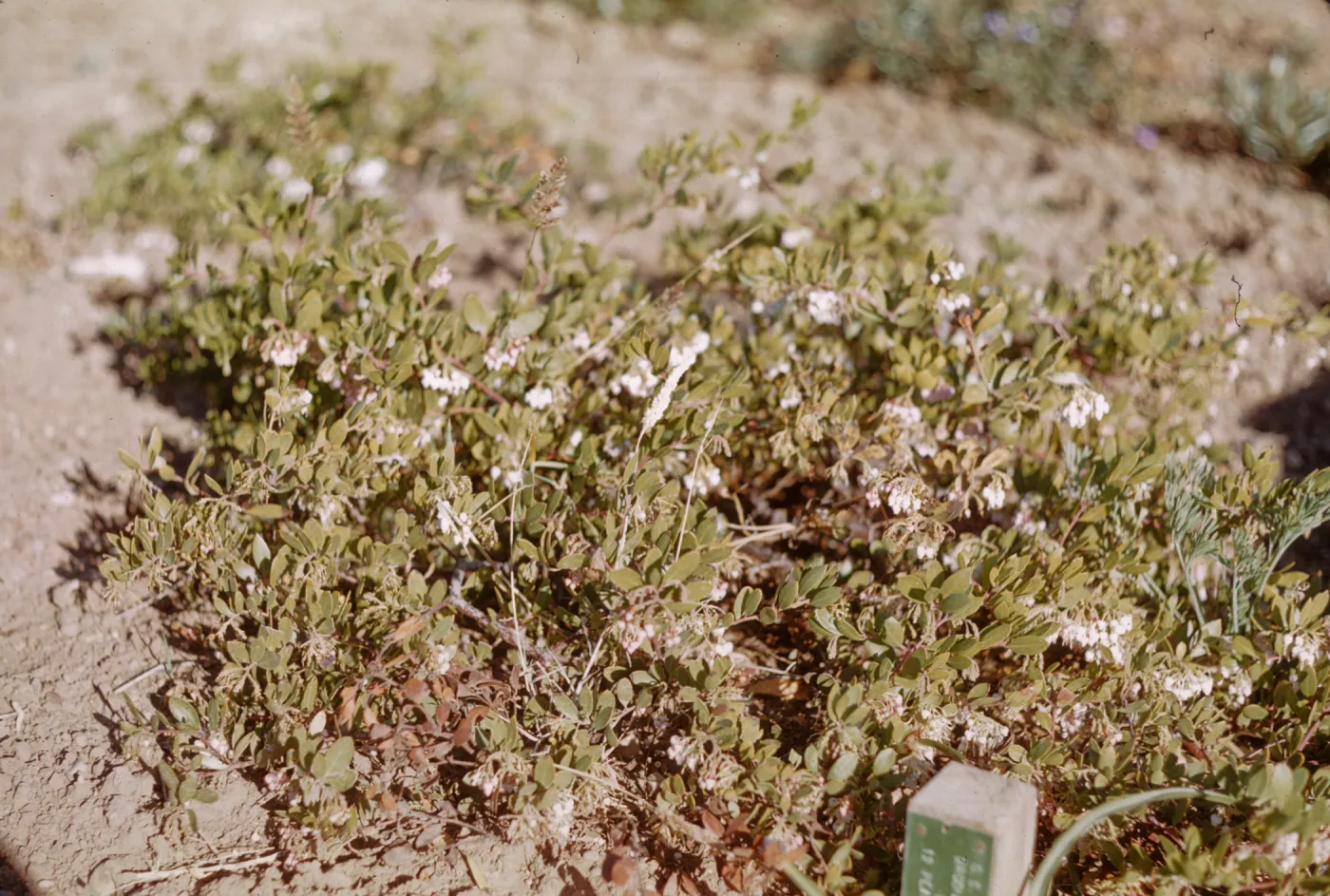 Arctostaphylos (Manzanita) at SBBG