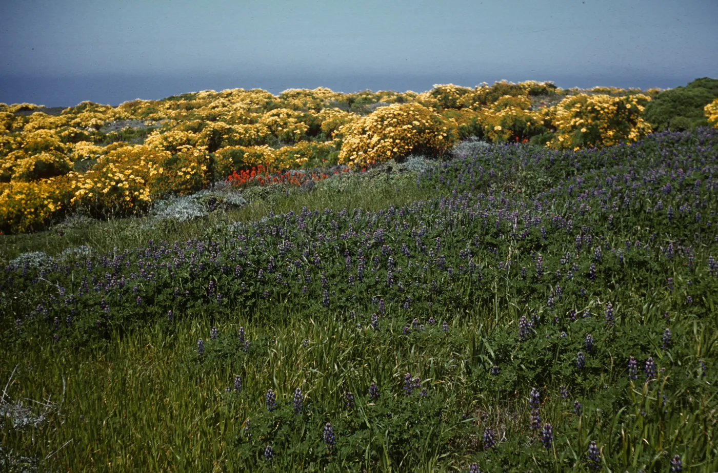 Lupinus succulentus and Coreopsis gigantea, Middle Anacapa Island