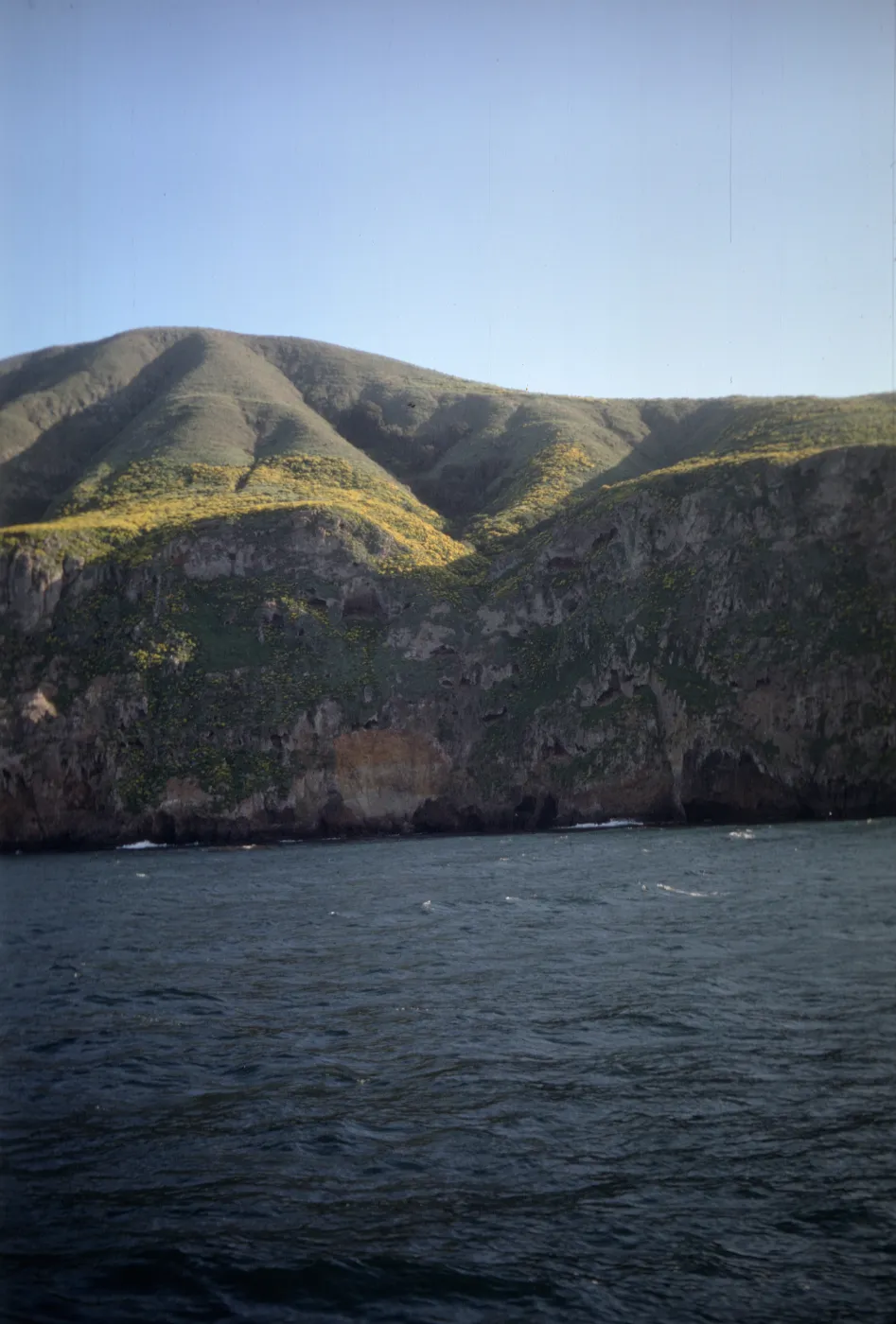 West Anacapa Island, Quercus tomentella