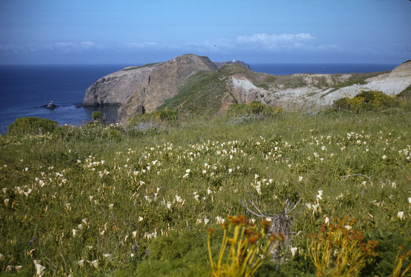 Middle Anacapa Island, Convolvulus macrostegius