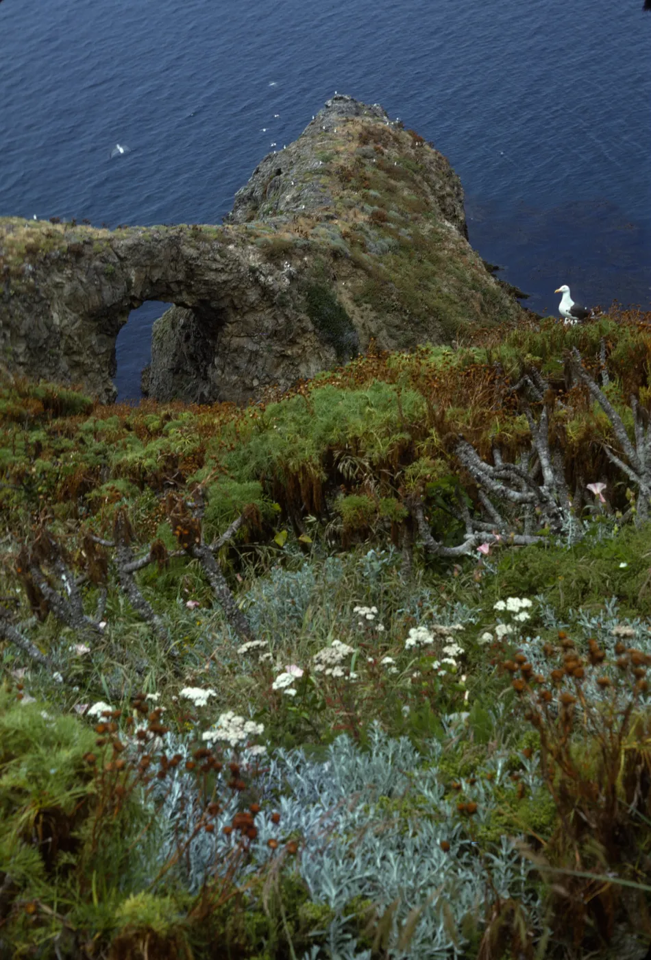 Middle Anacapa Island, Arch West of Sheep Ranch, Achillea (yarrow), Coreopsis, Calystegia (morning glory)