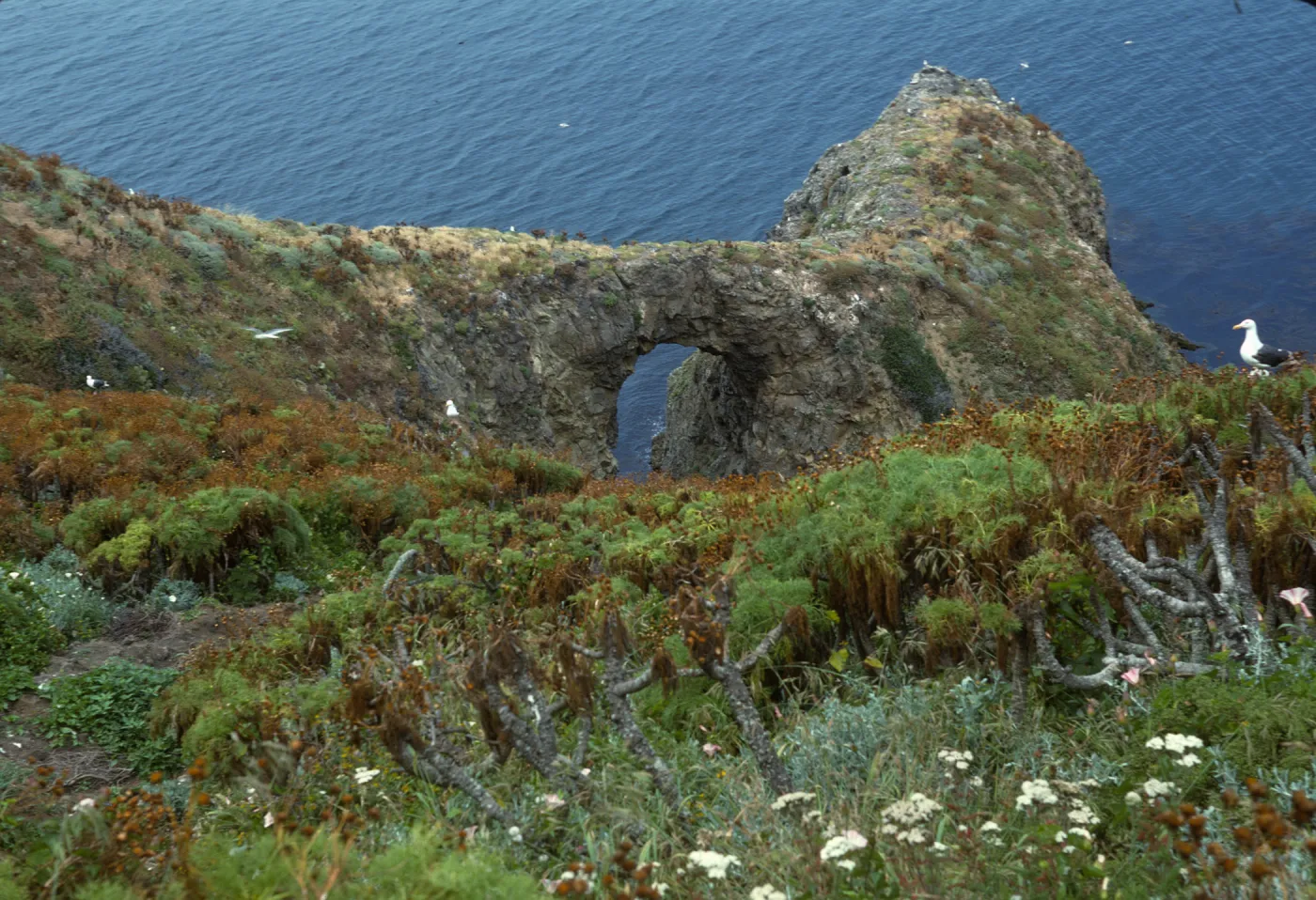 Middle Anacapa Island, annual Malacothrix habitat