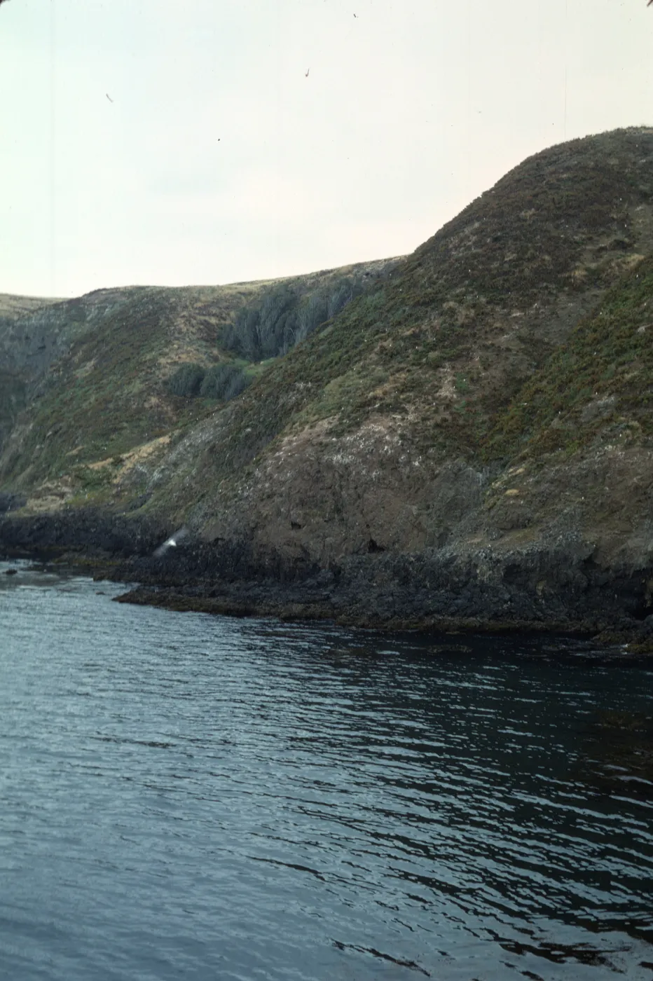 Middle Anacapa Island, Sheep Ranch