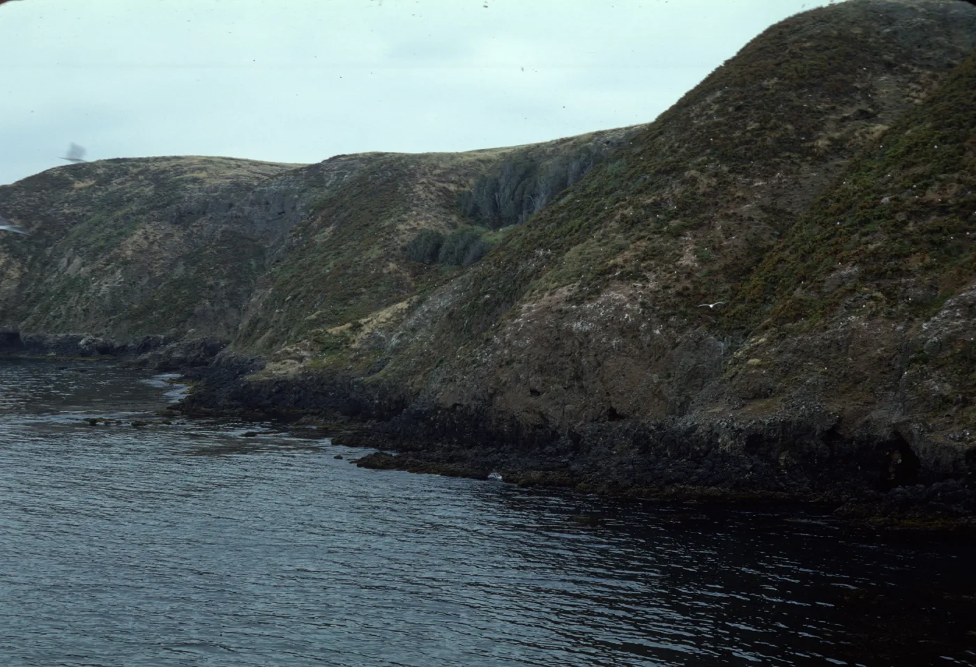 Middle Anacapa Island, Sheep Ranch from Arch