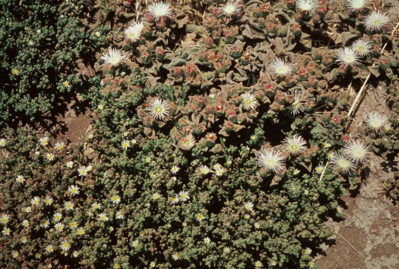 Mesembryanthemum crystalinum
