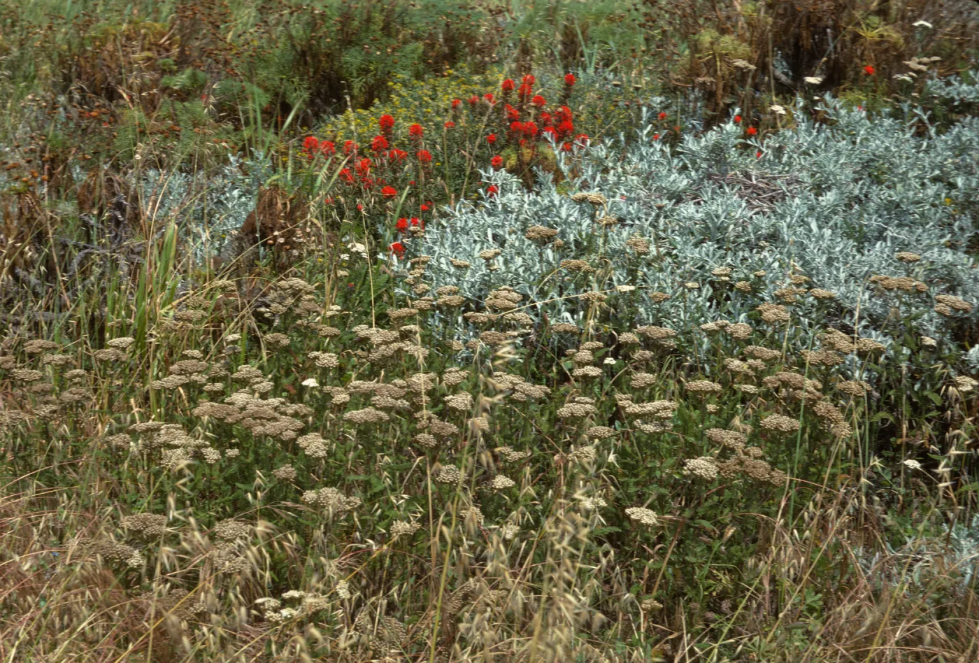 Castilleja, Achillea terrace Middle Anacapa Island