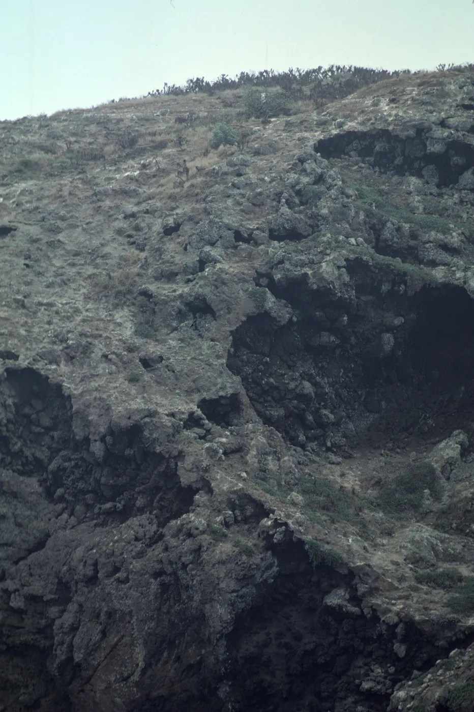 Lavatera on West Anacapa Island