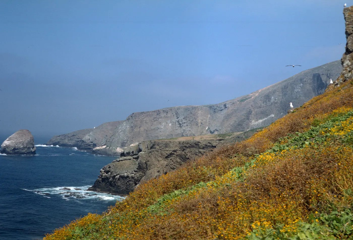 Lasthenia on Santa Barbara Island